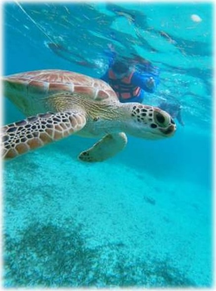 Tortuga marina nadando junto a un turista en Snorkel en Mahahual